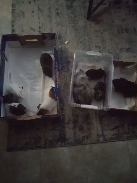 8 guinea pigs on sale 4 boys 4 girls 15$ each in Houston, Texas