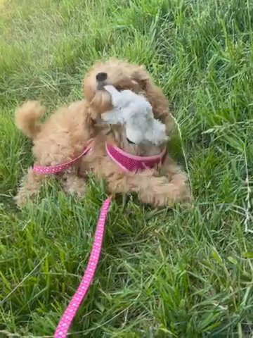This Pup Needs A Home in Staunton, Virginia