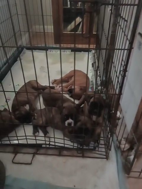 boxer puppies in Phoenix, Arizona