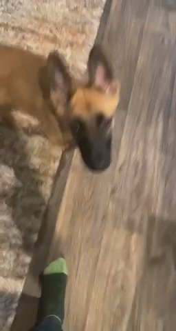 Coco in Conroe, Texas