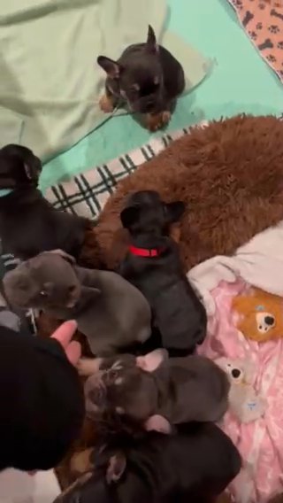 Exotic French Bulldog Puppies in Denver, Colorado