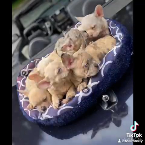 Akc Fluffy Carrier French Bulldogs in Ocala, Florida