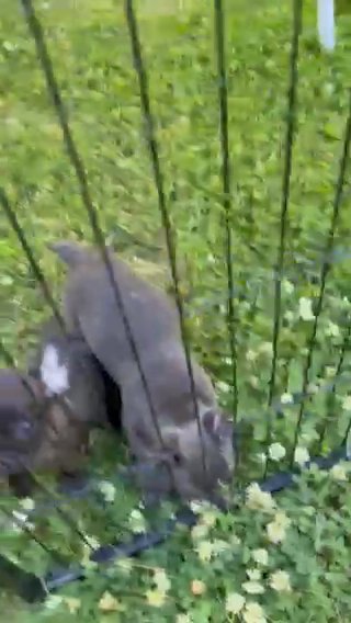 French Bulldog Puppies in Sacramento, California