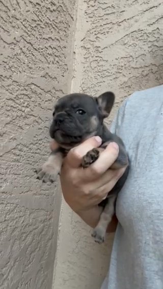 Cute Little Frenchie in Queen Creek, Arizona