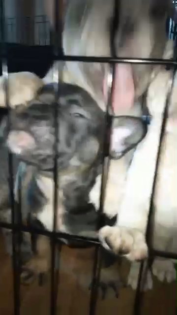 French bulldog fluffy carriers in Lodi, California