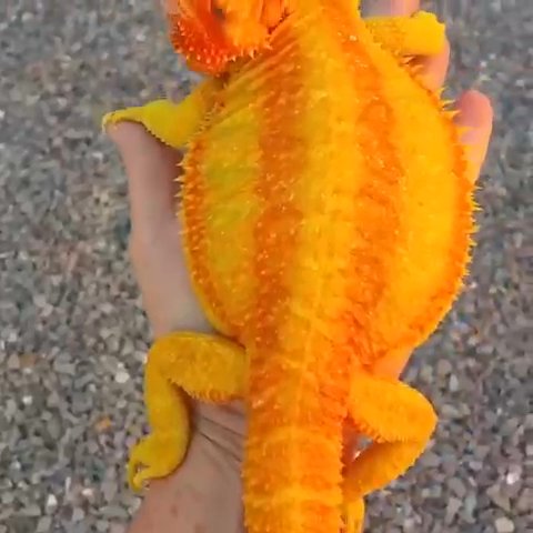 Bearded Dragons in Washington, District of Columbia