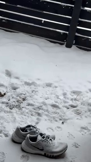 Husky For Sale in Denver, Colorado