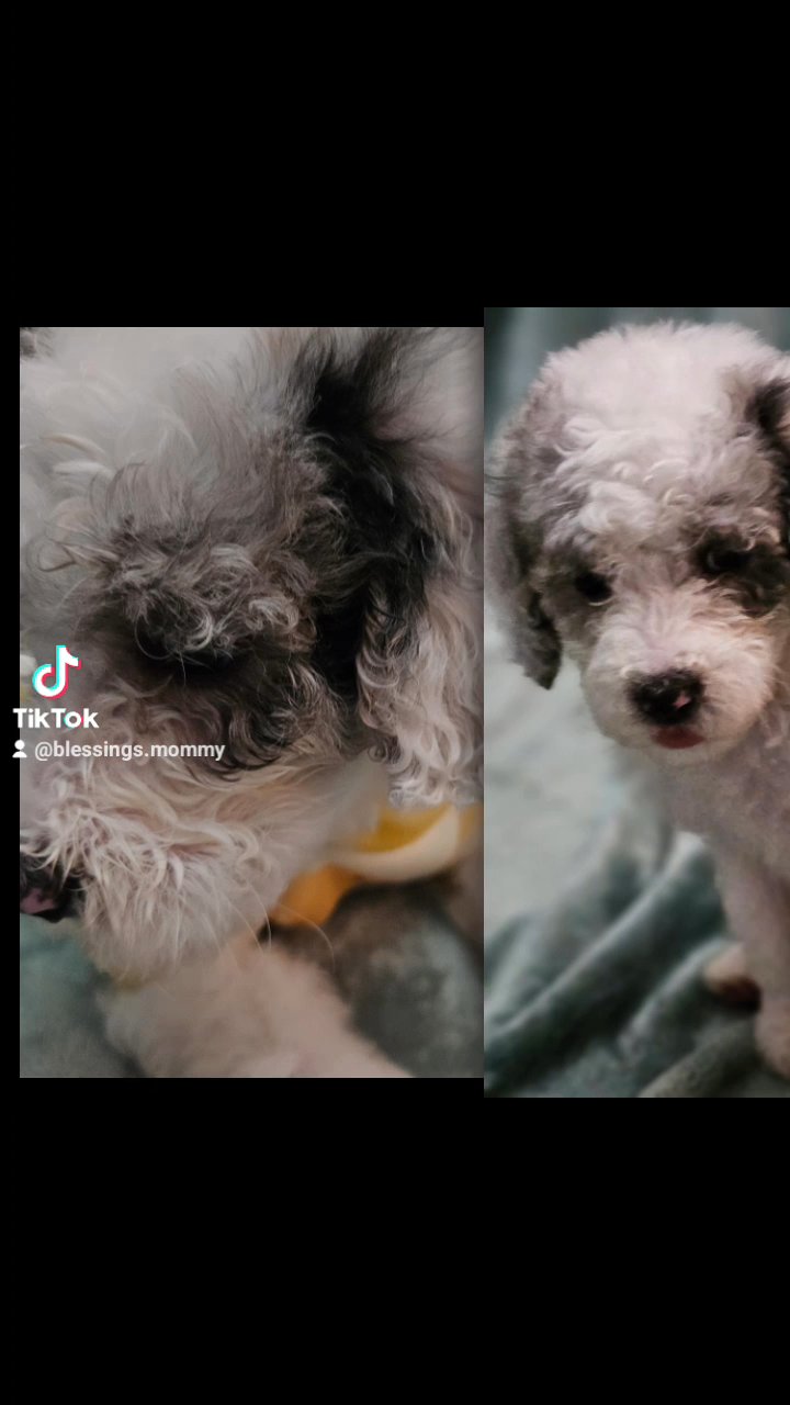 Merle mini sheepadoodle in Chattanooga, Tennessee
