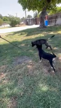 Wolf Dog Puppy in La Habra, California