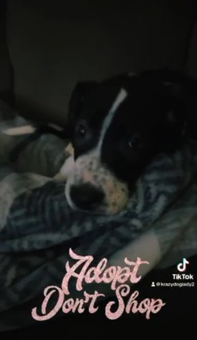 Duke Male Great Dane in Dallas, Texas