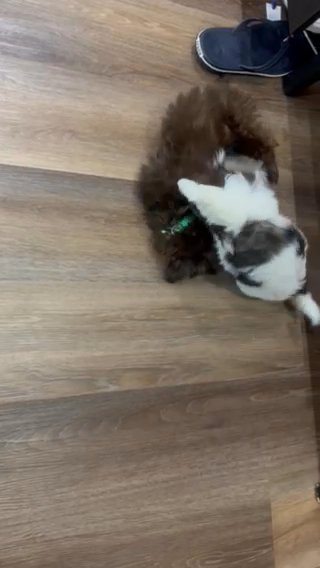 Beautiful Female Shih-Tzu in Ocala, Florida