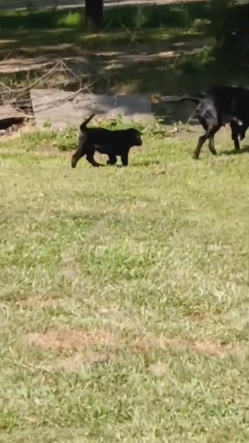 lab puppies in Monroe, Louisiana
