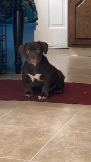 Beautiful Chocolate Female in Bay City, Michigan
