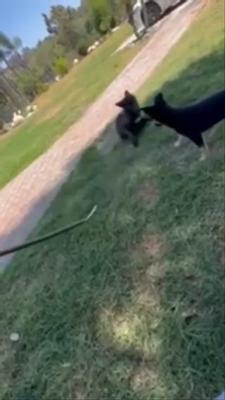 Wolf Dog in La Habra, California
