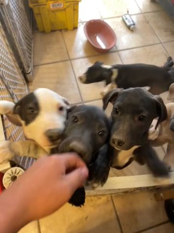 Free Dogs in Phoenix, Arizona