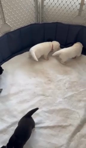 Siberian Husky Puppies in Columbus, Ohio
