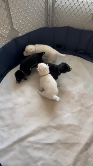 Siberian Husky Puppies in Columbus, Ohio