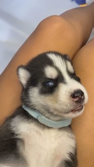 Siberian Husky? in Hialeah, Florida