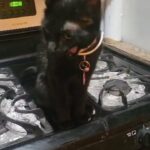 1yr old LAILA   NOT FIXED $60  brooklyn nyc in New York City, New York