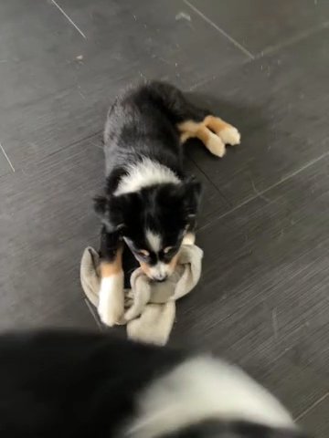Maggie Aka Cassie in Lexington, South Carolina