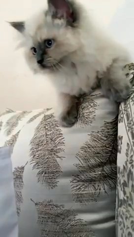Siamese kitten in Fresno, California