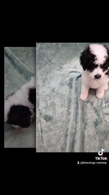 Kankles male Mini Sheepadoodle in Chattanooga, Tennessee