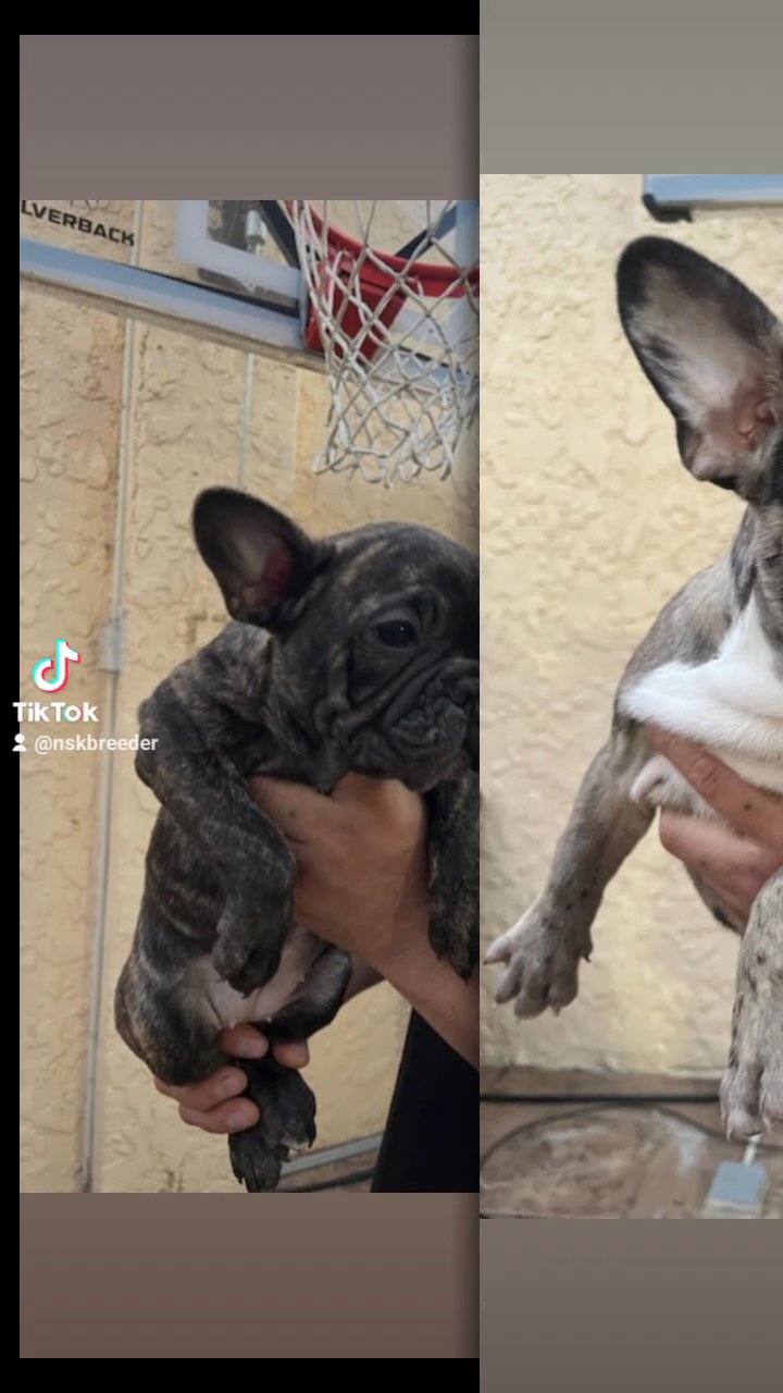 French Bulldog puppies 12 weeks in San Jose, California