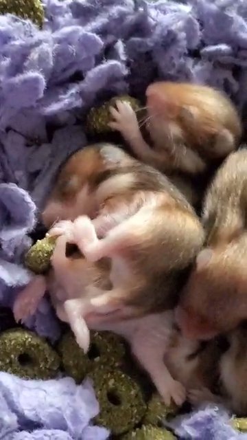 Fancy Bear Hamsters in Dallas, Georgia