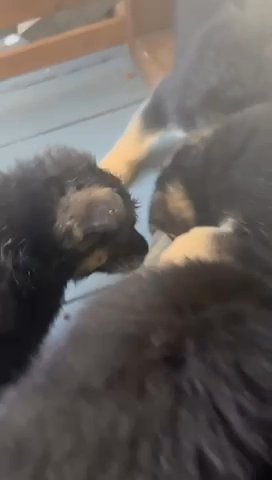 German Shepherd Puppies in Washington, District of Columbia