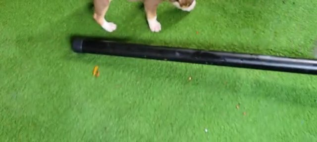 AKC ENGLISH BULLDOGS in Miramar, Florida