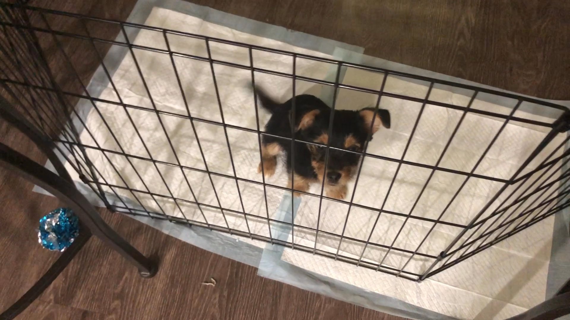 needing new home fast!! in Arizona City, Arizona
