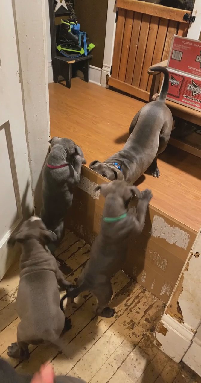 Registered Purebred Blue Nose Pits For Sale in Arizona City, Arizona