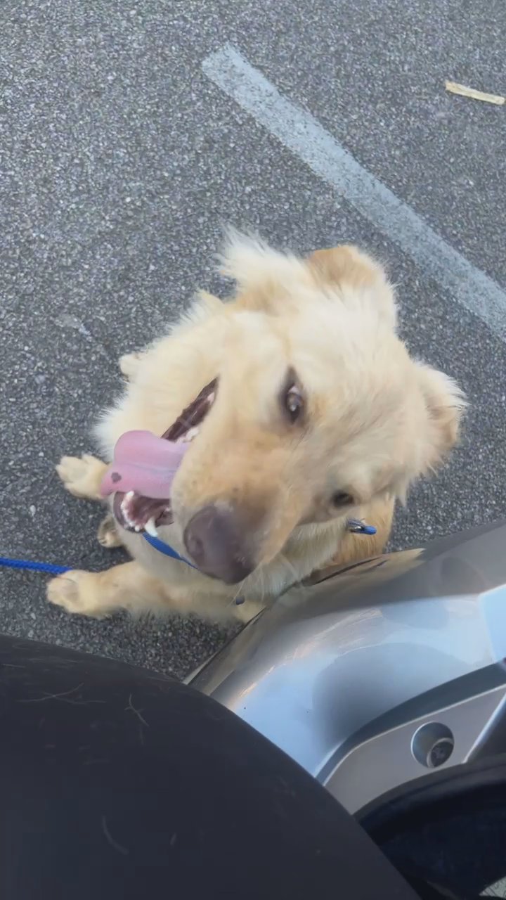 Golden retriever for sale in Arizona City, Arizona