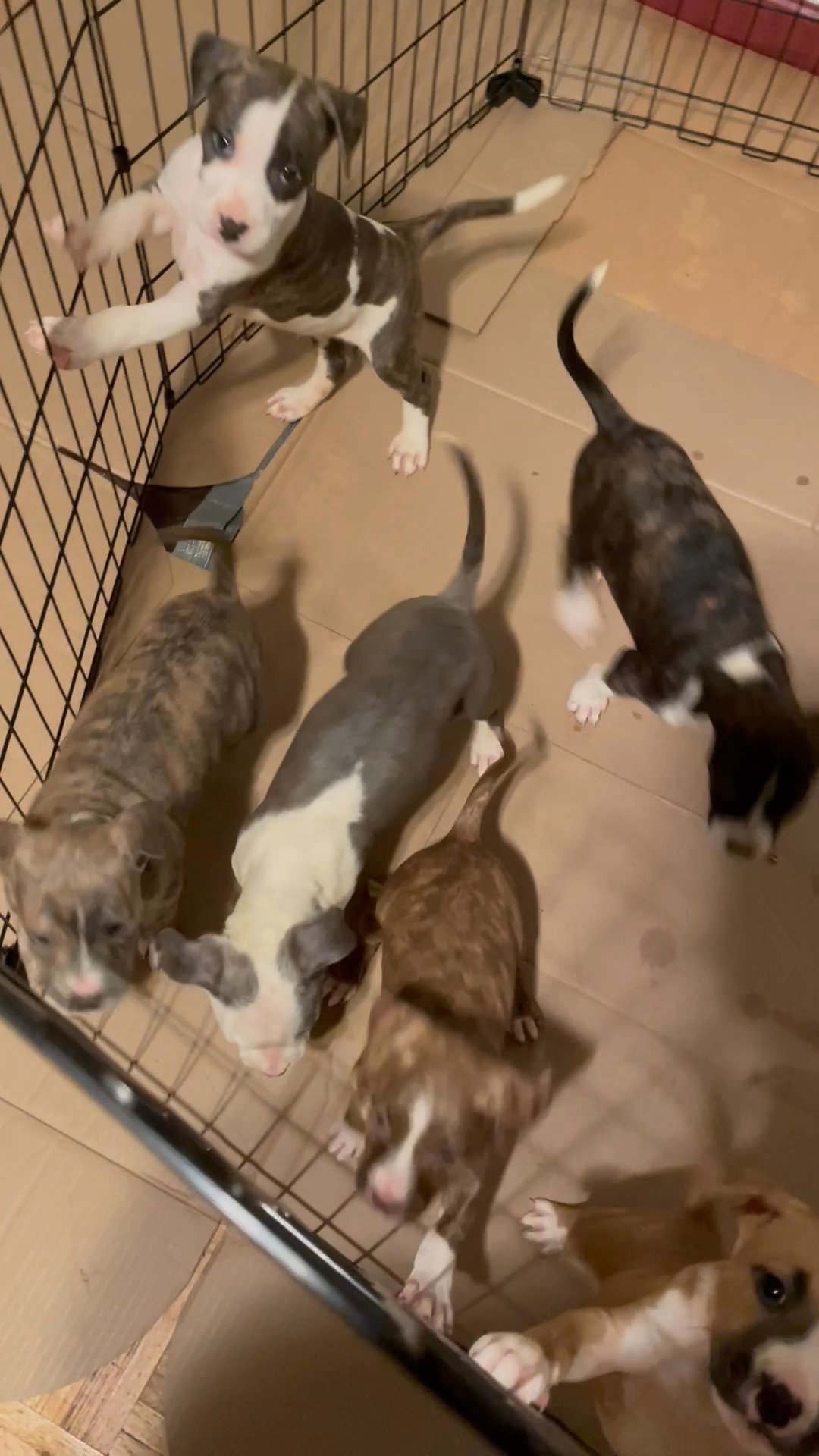 BWK Puppies for sale in Arizona City, Arizona