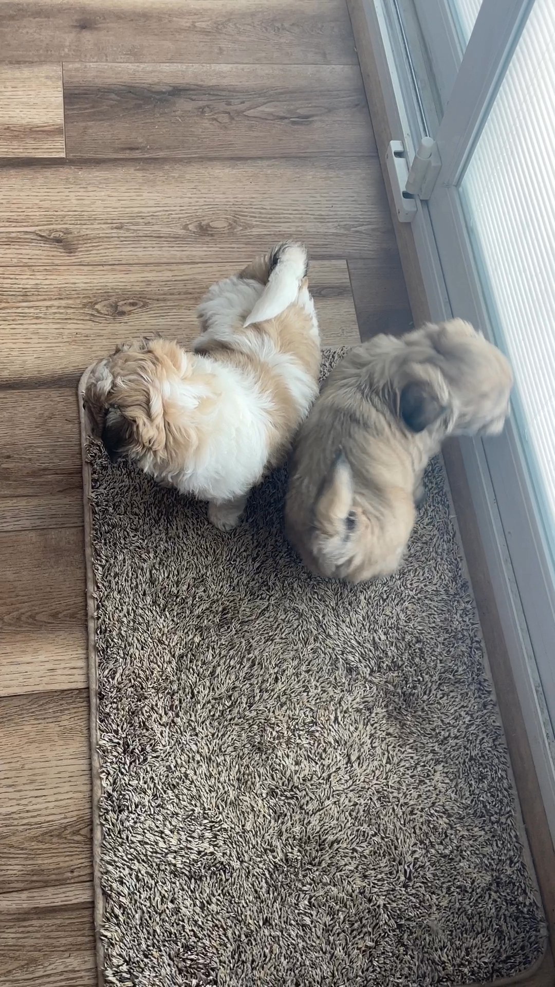 8 week old Shicon Teddy Bear Puppies in Arizona City, Arizona