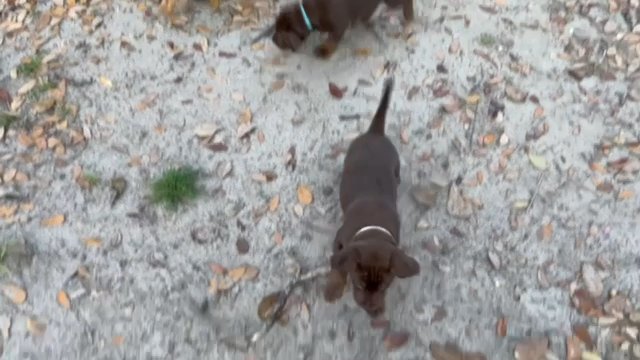 Gorgeous AKC Vizsla / Black Labrador puppies in Arizona City, Arizona