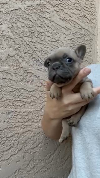 Precious French bulldog in Queen Creek, Arizona