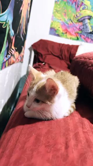 Orange And whit Kitten. in Cleveland, Ohio