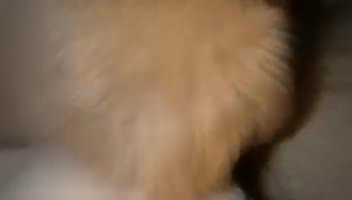 Two 8 Week Old Chihuahuas For Sale *Rehomeing Their Parents Aswell* in West Sacramento, California