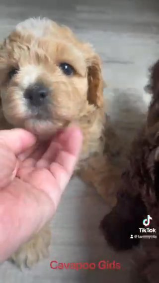 Cavapoo Girls in Sumter, South Carolina