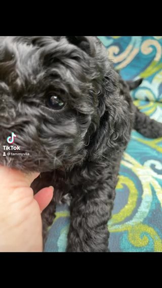 Cavapoo Male in Sumter, South Carolina