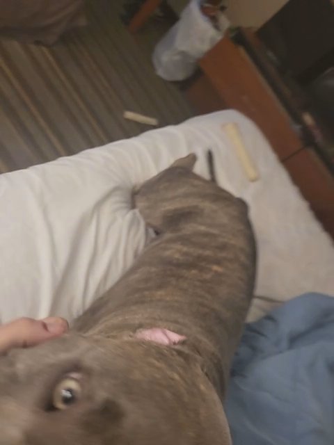 pitt for re-homing in Colorado Springs, Colorado