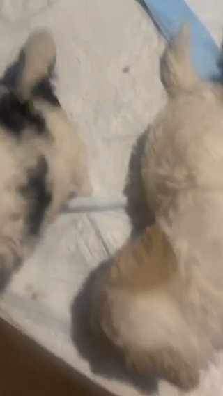 Beautiful Puppies in Santa Clara, California