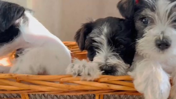 Miniature schnauzer in Houston, Texas