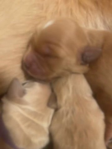 Golden Retrievers in San Diego, California