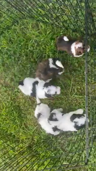 Shihpoo Pups in Fredericksburg, Virginia