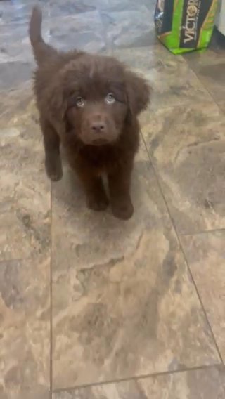 AKC Georgia in Greenville, Ohio