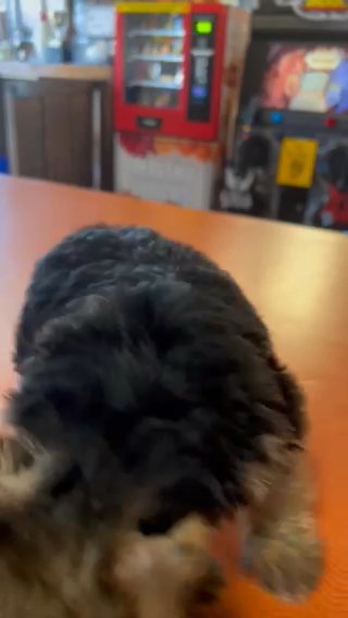 AKC Make Yorkie in Boone, North Carolina