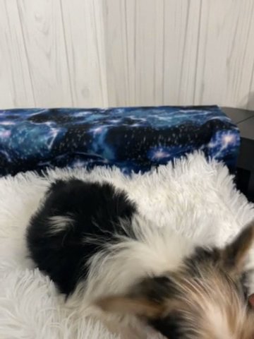 Male Yorkie Puppy in Newton, North Carolina