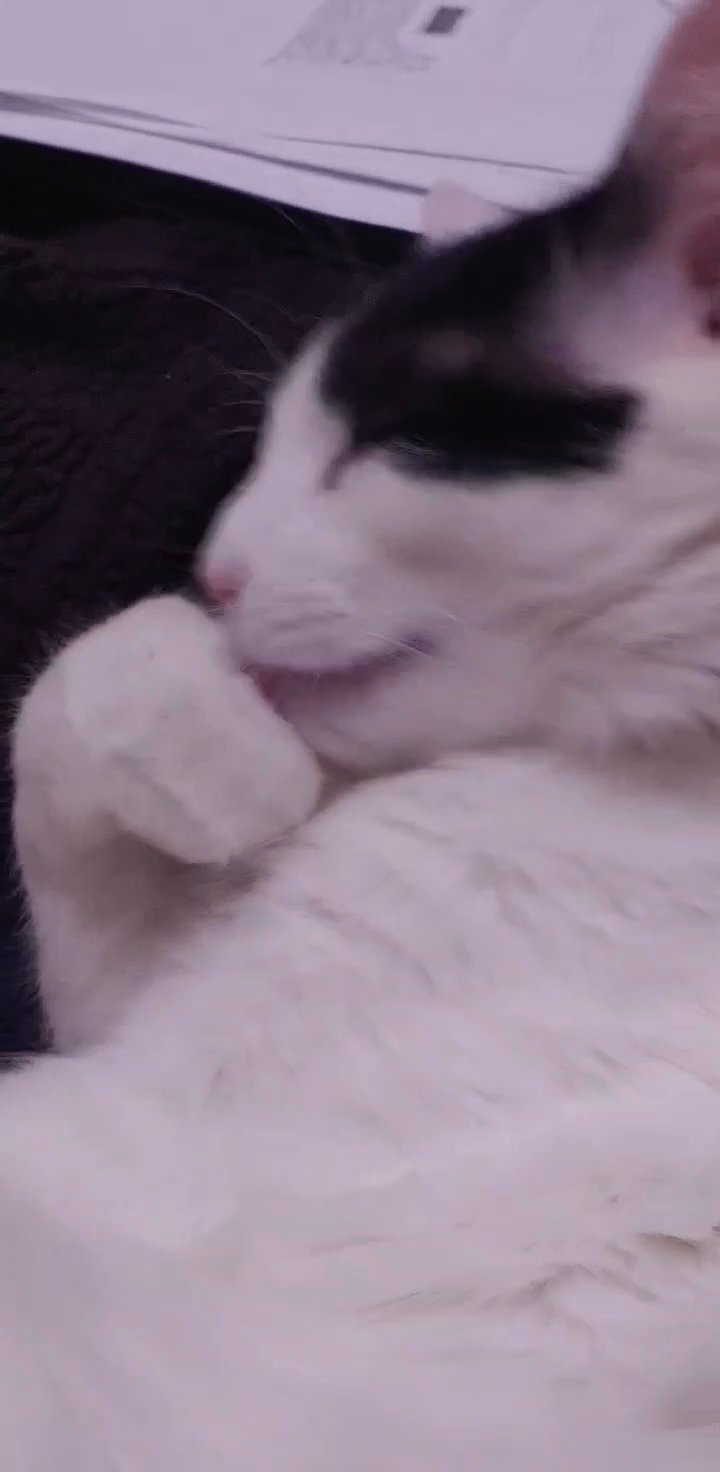 Cat in Lawton, Oklahoma